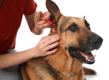 Photo of Woman taking ticks off dog on white background, closeup