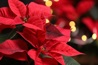 Photo of Red Poinsettia against blurred festive lights, closeup. Christmas traditional flower