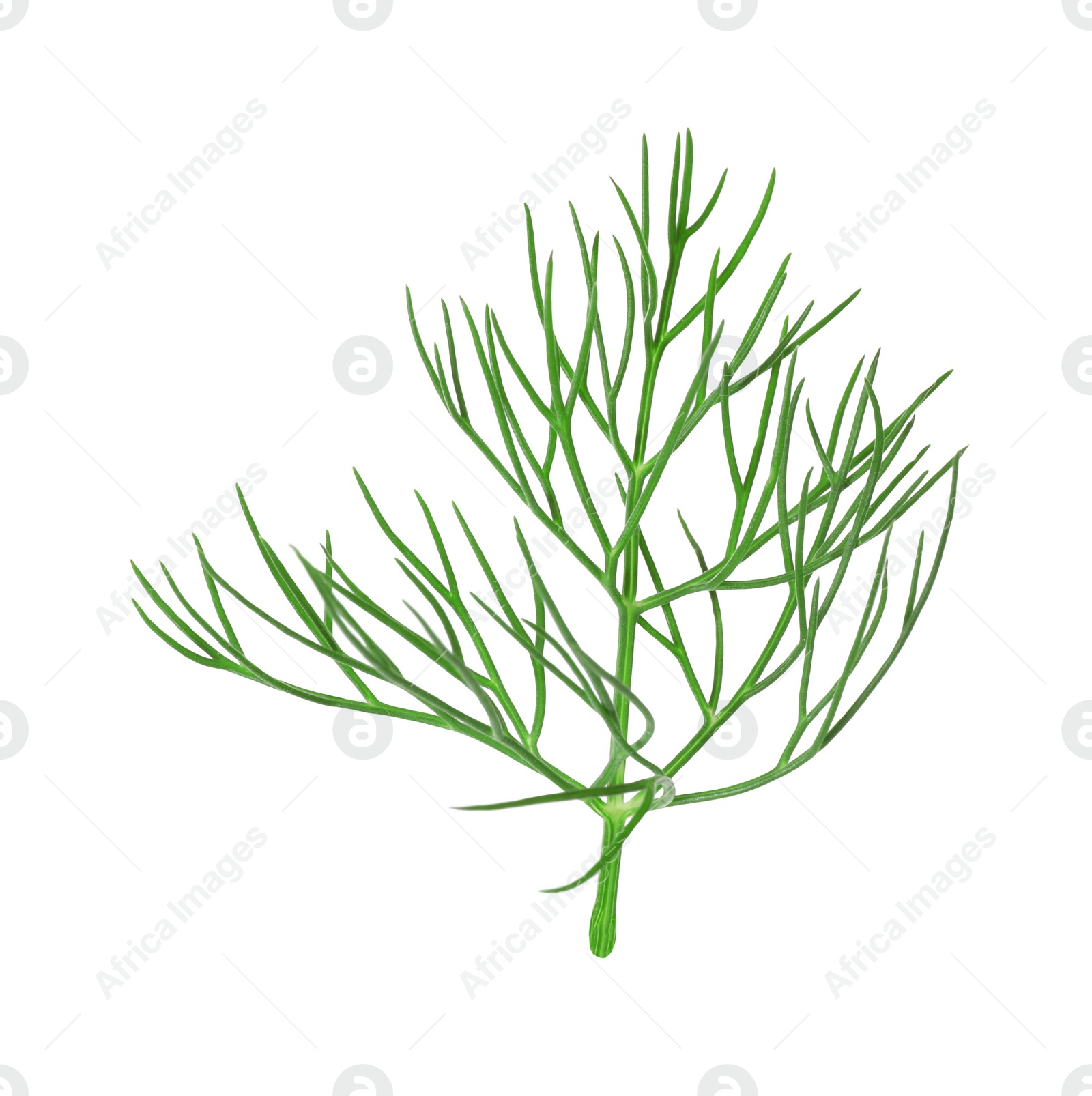 Photo of One sprig of fresh dill isolated on white