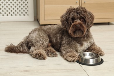 Cute Maltipoo dog and his bowl at home. Lovely pet