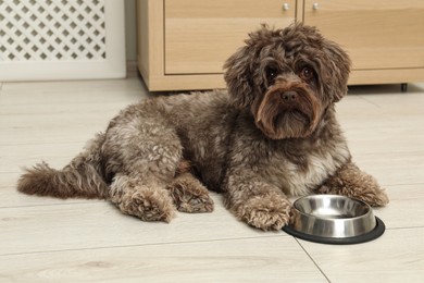 Photo of Cute Maltipoo dog and his bowl at home. Lovely pet