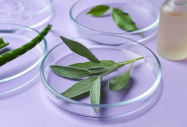 Photo of Petri dishes and plants on violet background, closeup