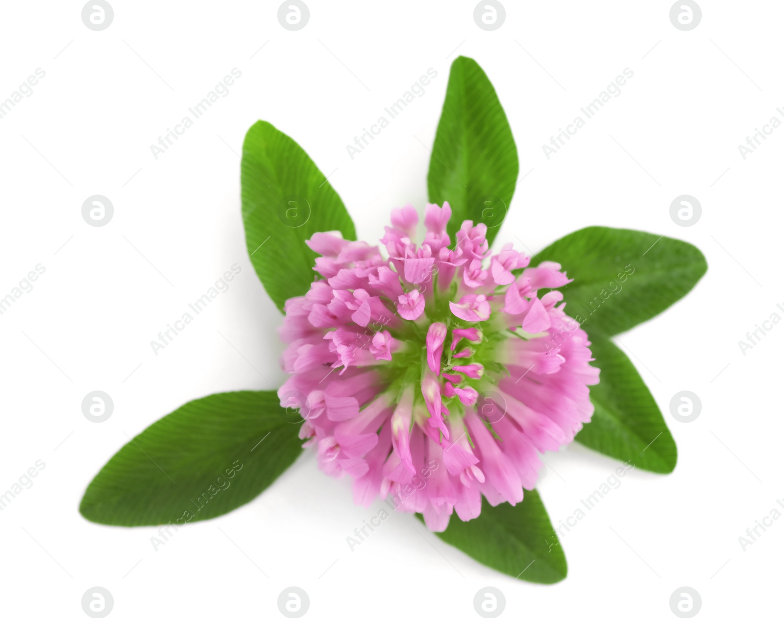 Photo of Beautiful blooming clover flower with green leaves on white background, top view