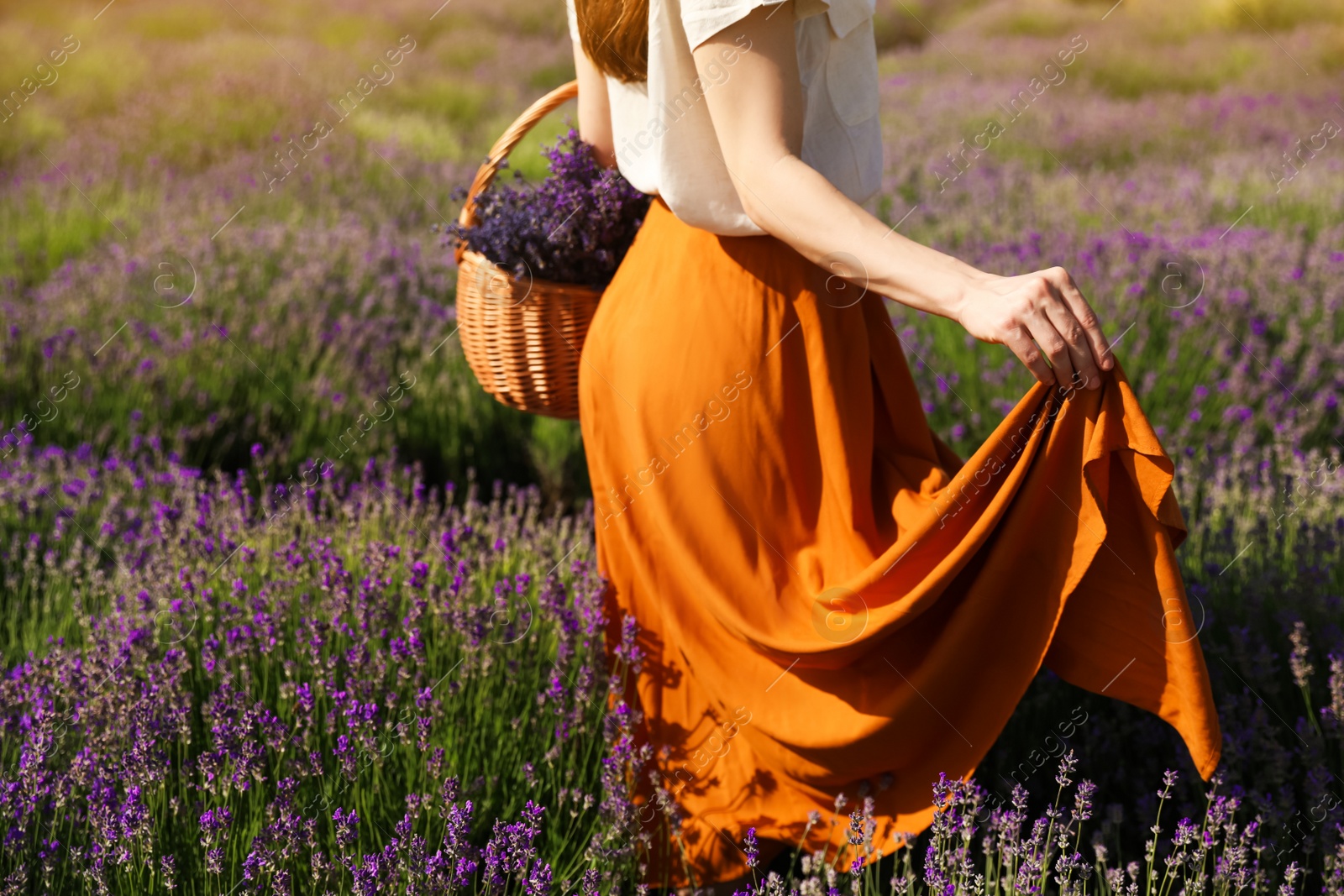 Photo of Young woman with wicker basket full of lavender flowers in field, closeup