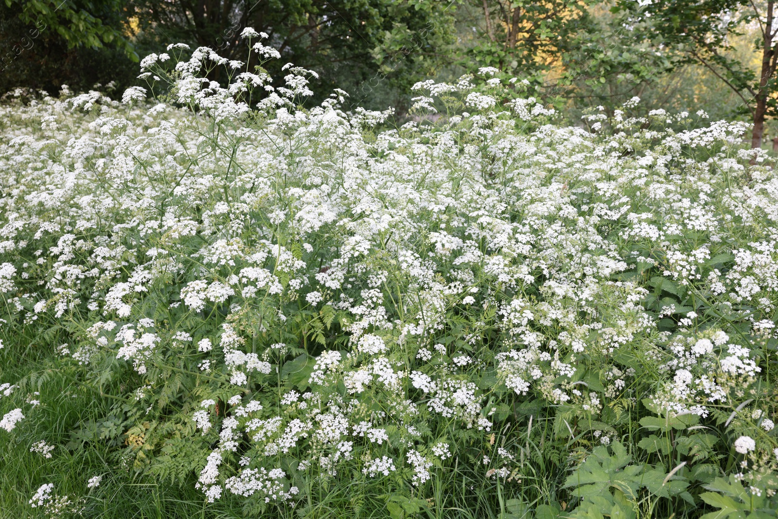 Photo of Beautiful view of bushes with wild flowers growing outdoors