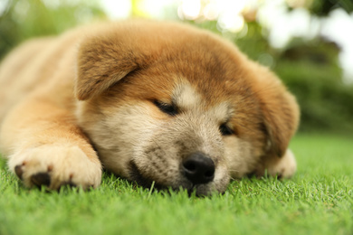 Photo of Cute Akita Inu puppy on green grass outdoors. Baby animal