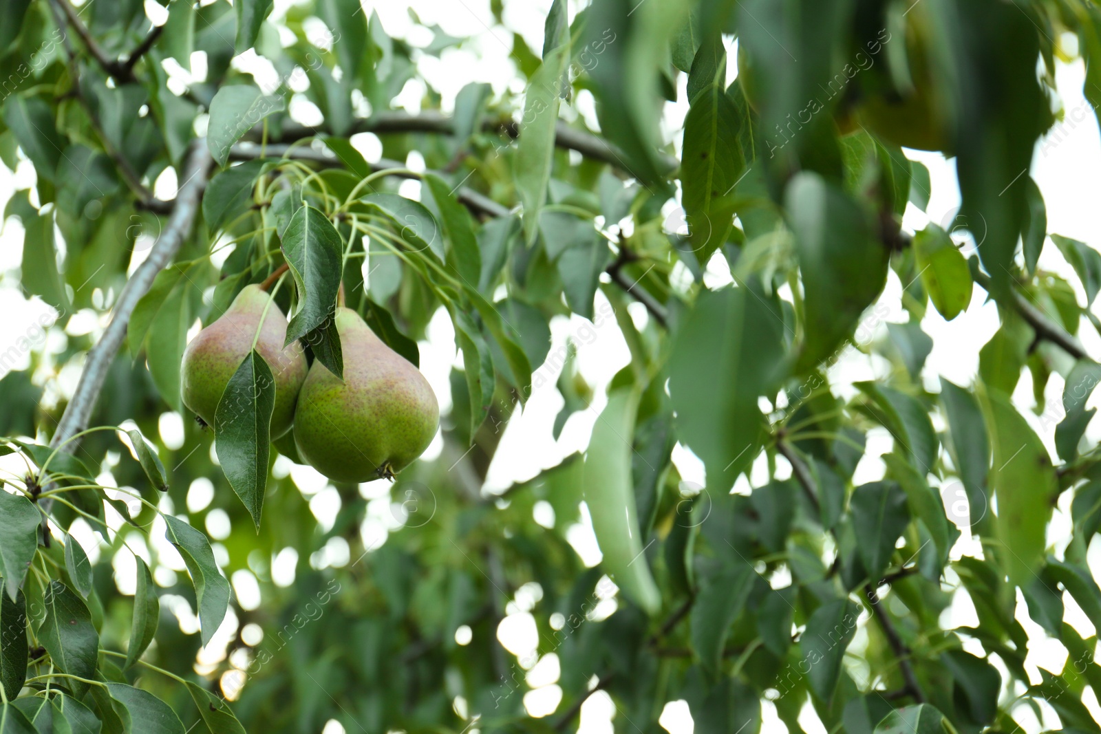 Photo of Pear tree with ripe fruits in garden