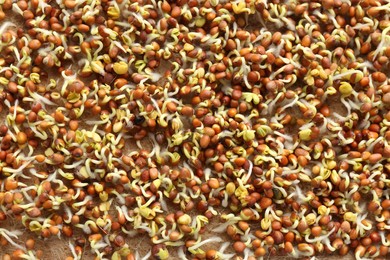 Photo of Growing microgreens. Many sprouted daikon radish seeds on mat, closeup