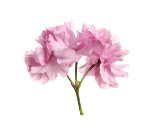 Photo of Beautiful pink sakura blossoms isolated on white