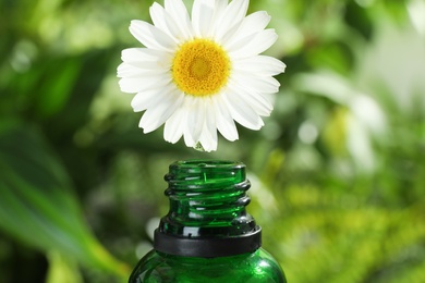 Photo of Essential oil dripping from chamomile flower into glass bottle on blurred background, closeup