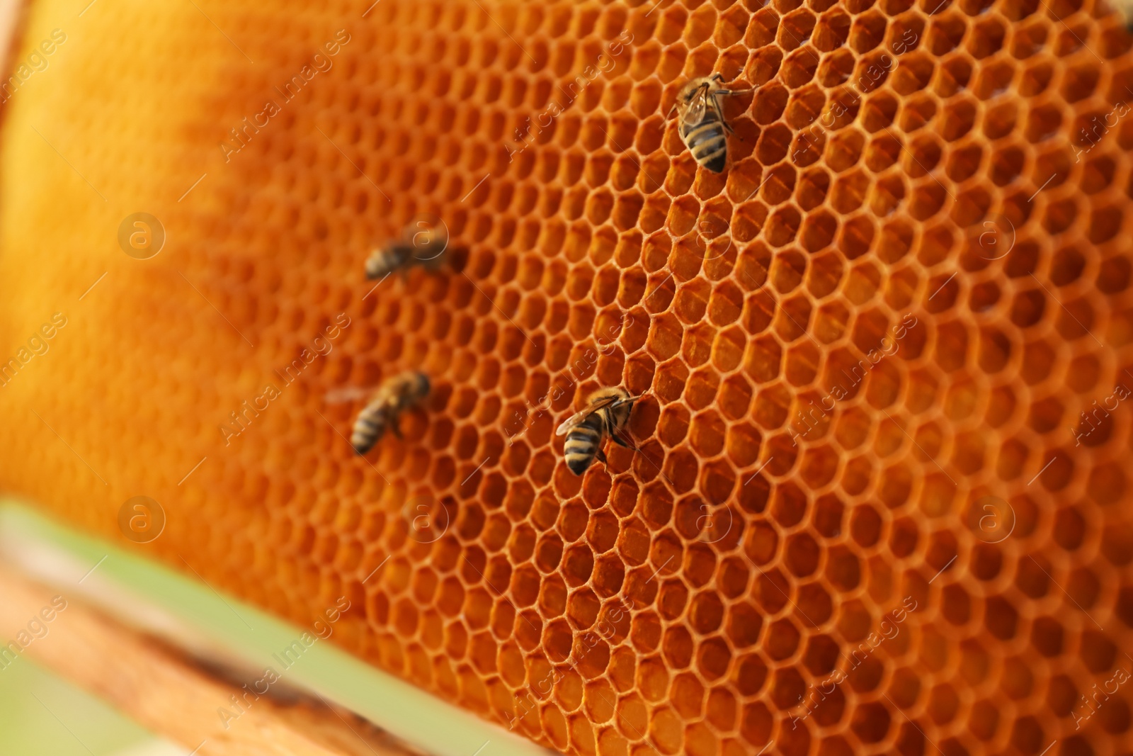 Photo of Closeup view of hive frame with honey bees