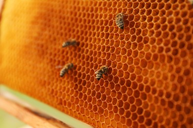 Photo of Closeup view of hive frame with honey bees