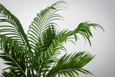 Tropical palm tree with green leaves on light background