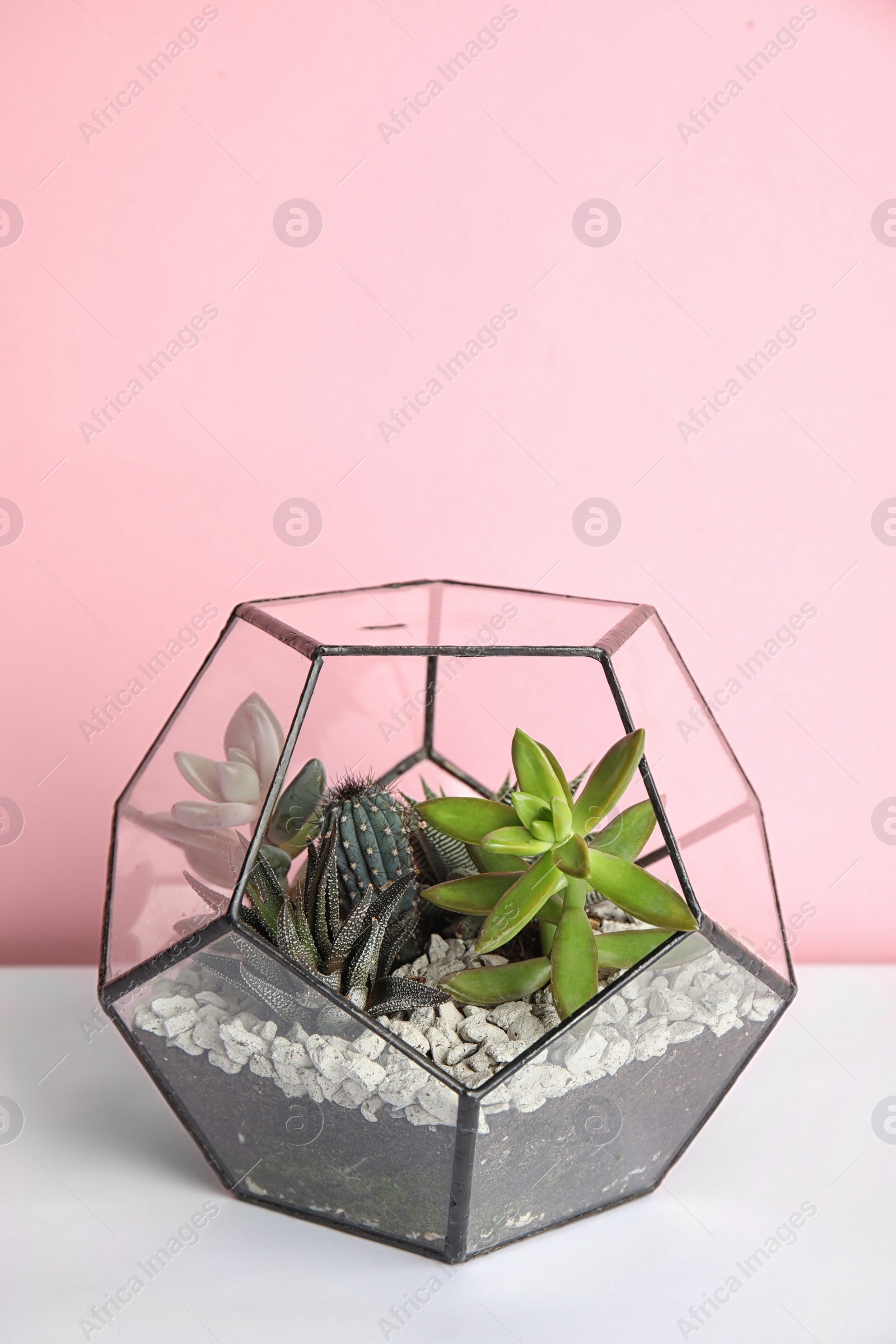 Photo of Glass florarium with different succulents on table against color background, space for text
