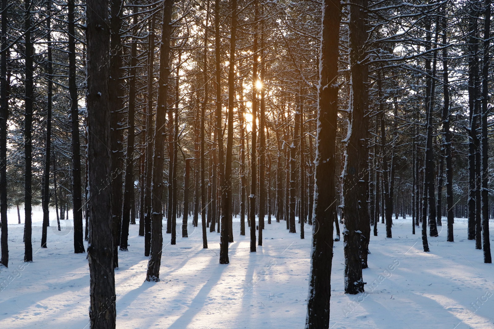 Photo of Picturesque view of snowy pine forest in winter morning