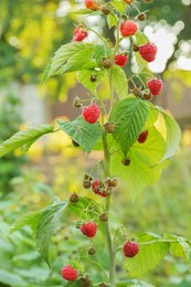 Photo of Beautiful raspberry bush with ripening berries in garden