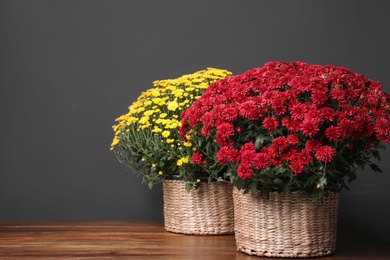 Beautiful fresh chrysanthemum flowers on wooden table against dark grey background. Space for text