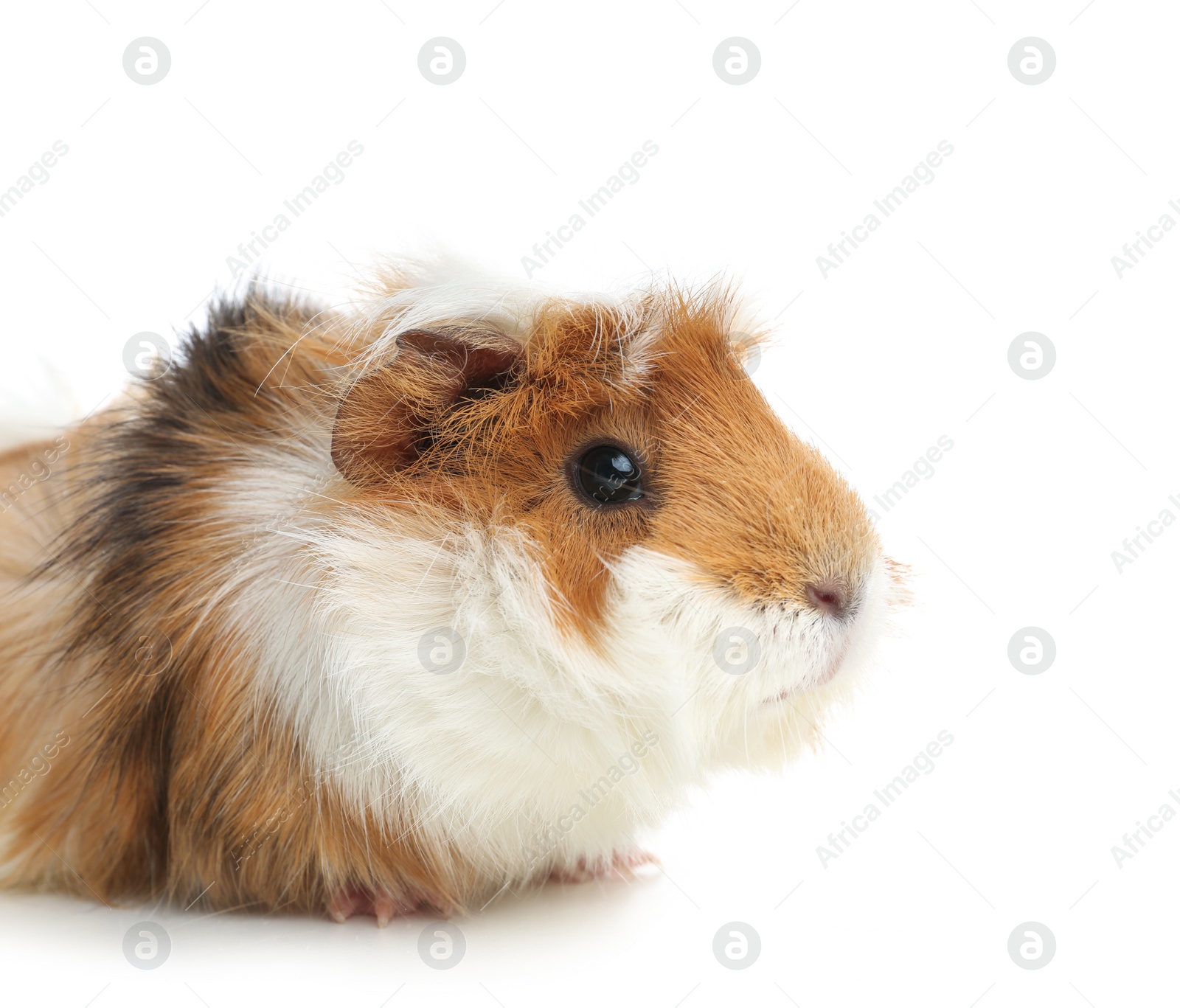 Photo of Cute funny guinea pig on white background