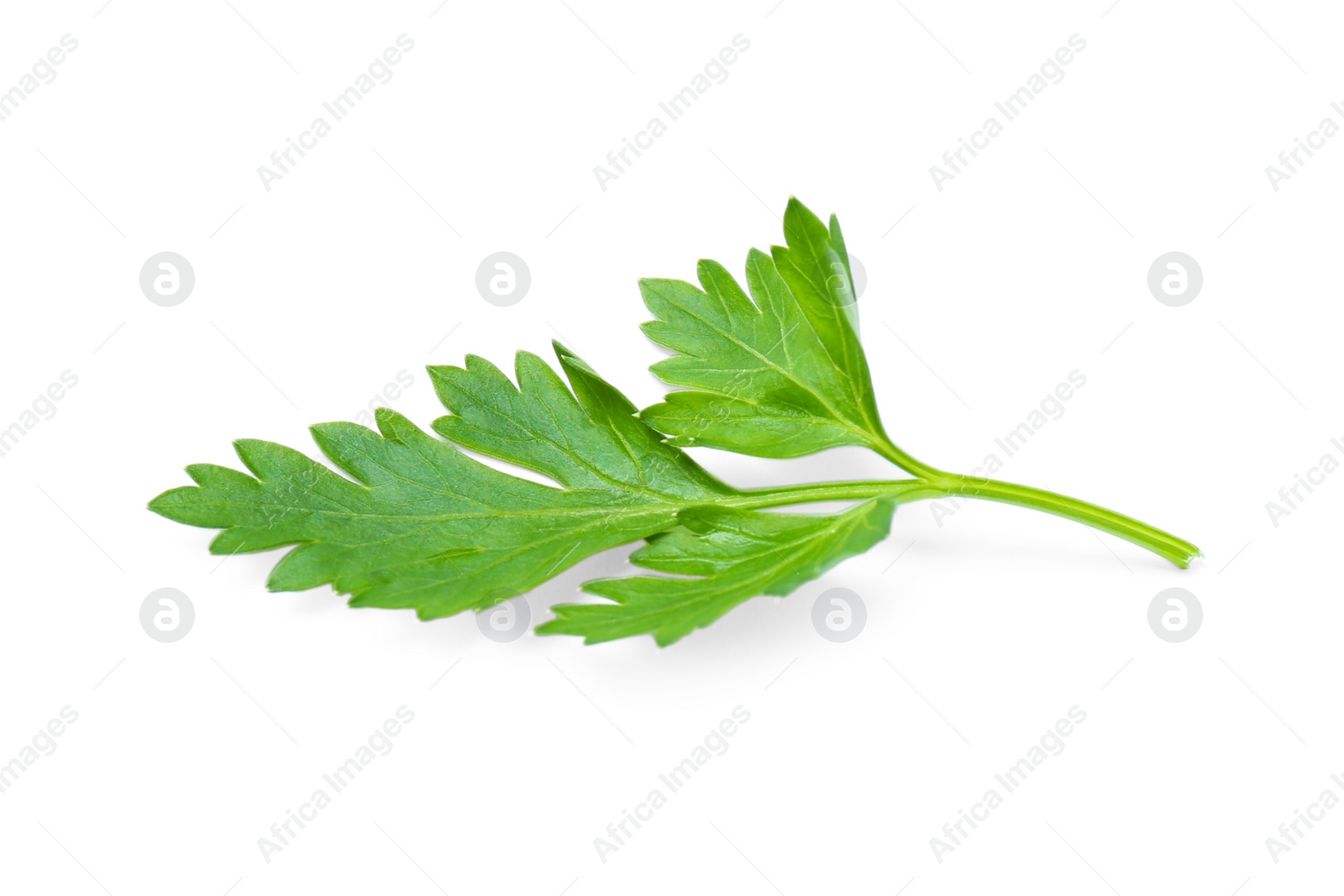 Photo of Fresh green organic parsley on white background