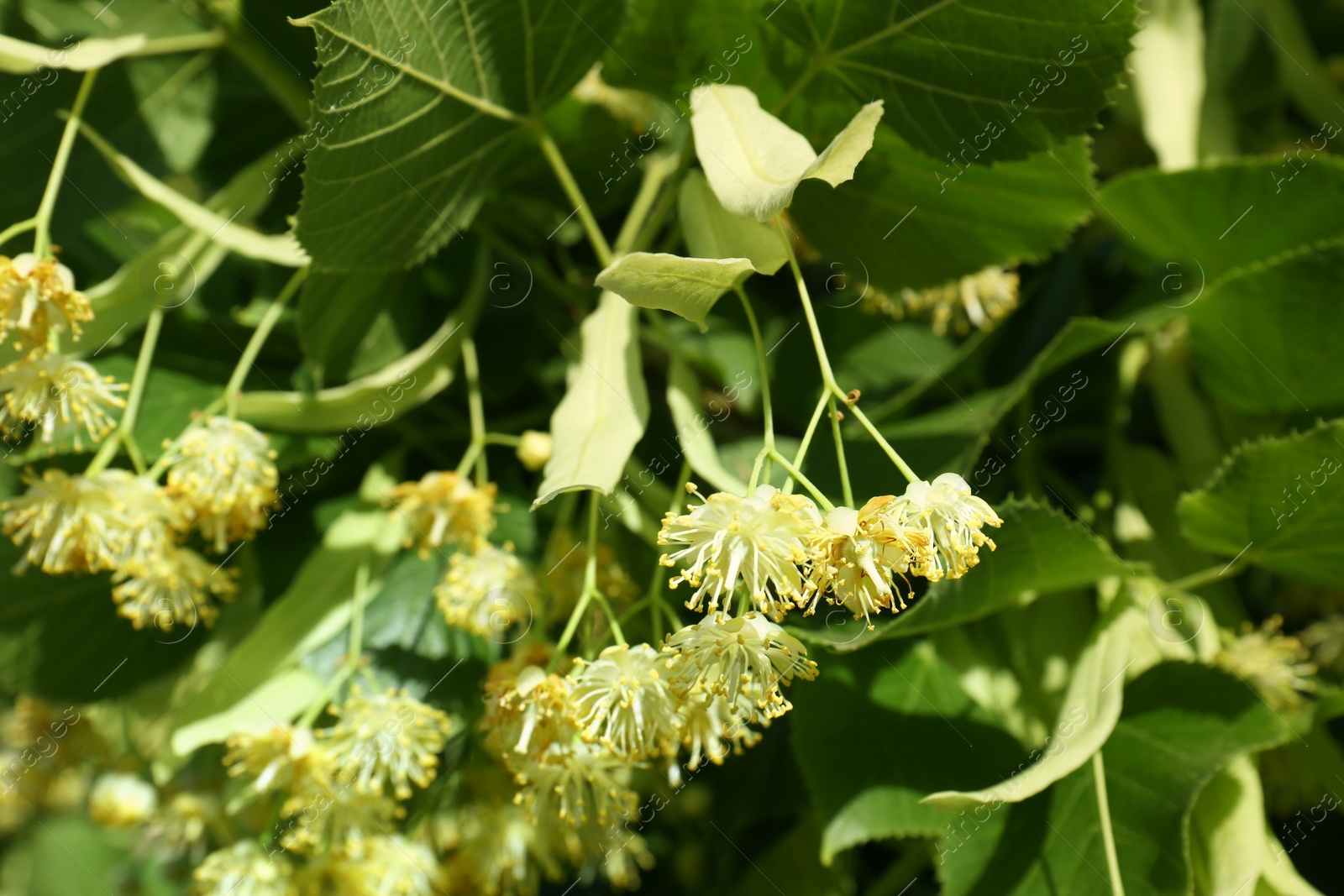 Photo of Beautiful linden tree with blossoms and green leaves outdoors, closeup