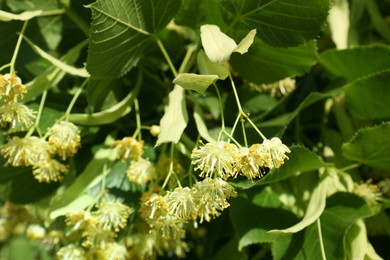 Photo of Beautiful linden tree with blossoms and green leaves outdoors, closeup