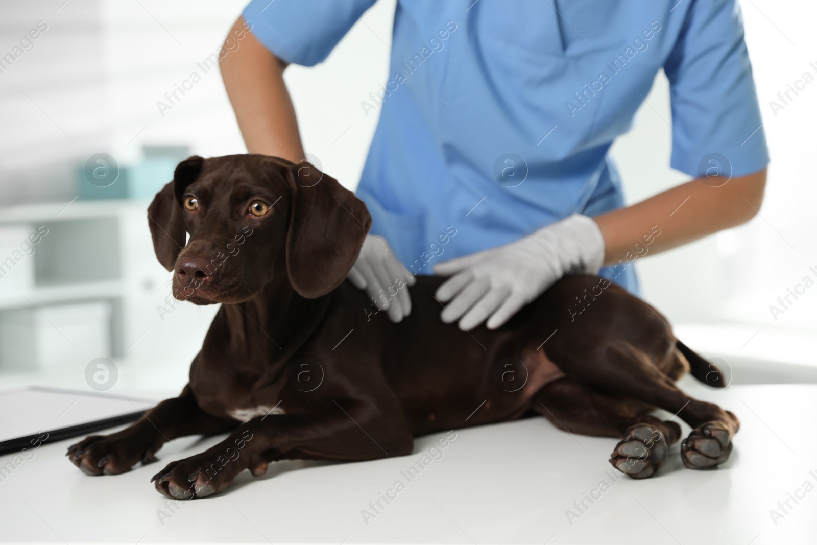 Photo of Professional veterinarian examining dog in clinic, closeup