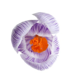 Photo of Beautiful spring crocus flower on white background, top view