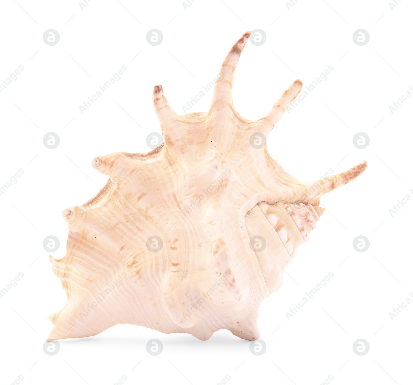 Photo of Beautiful seashell isolated on white. Beach object