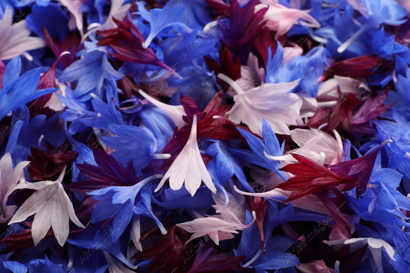 Photo of Beautiful colorful cornflowers petals as background, closeup view