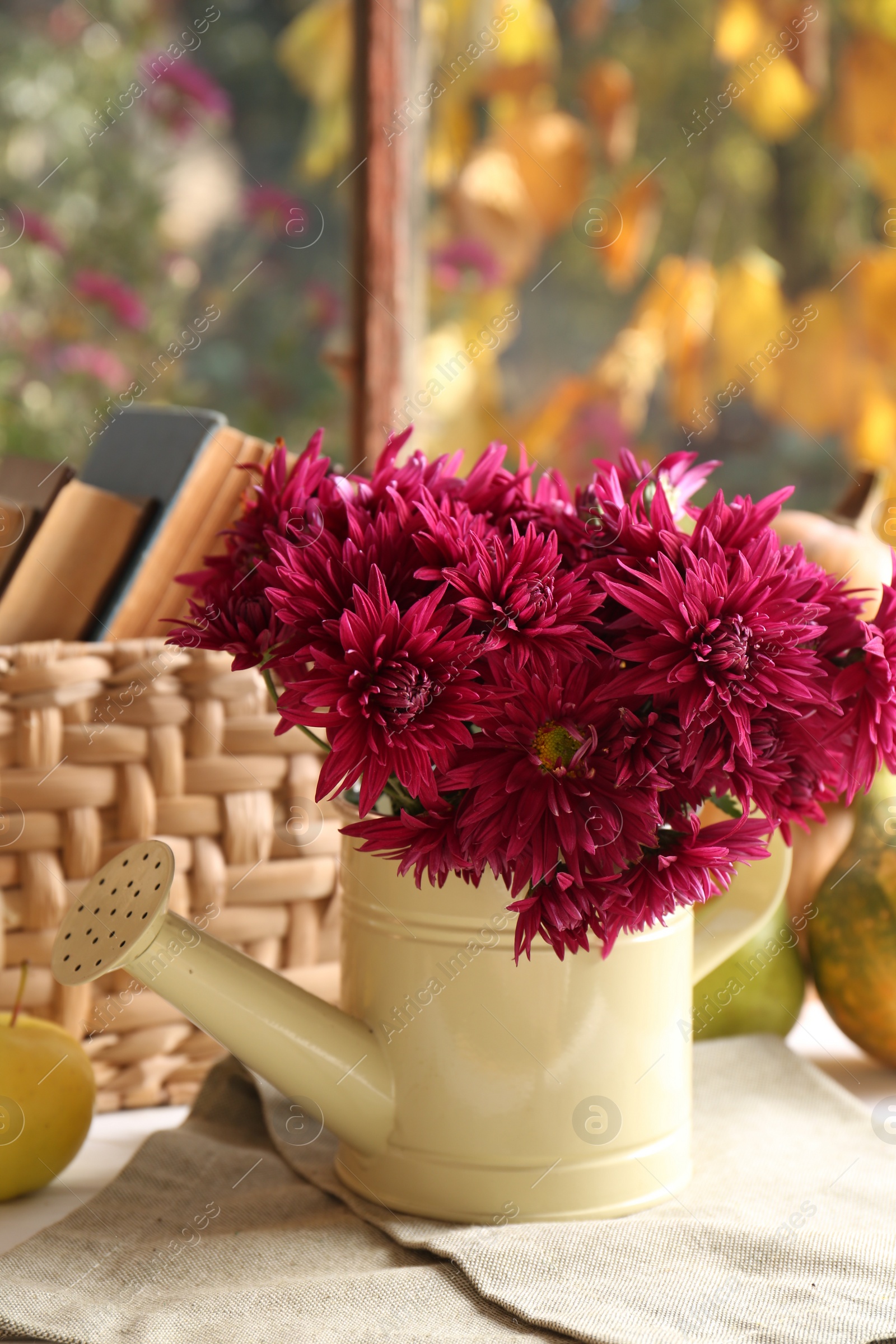 Photo of Beautiful chrysanthemum flowers in watering can on table indoors. Autumn still life