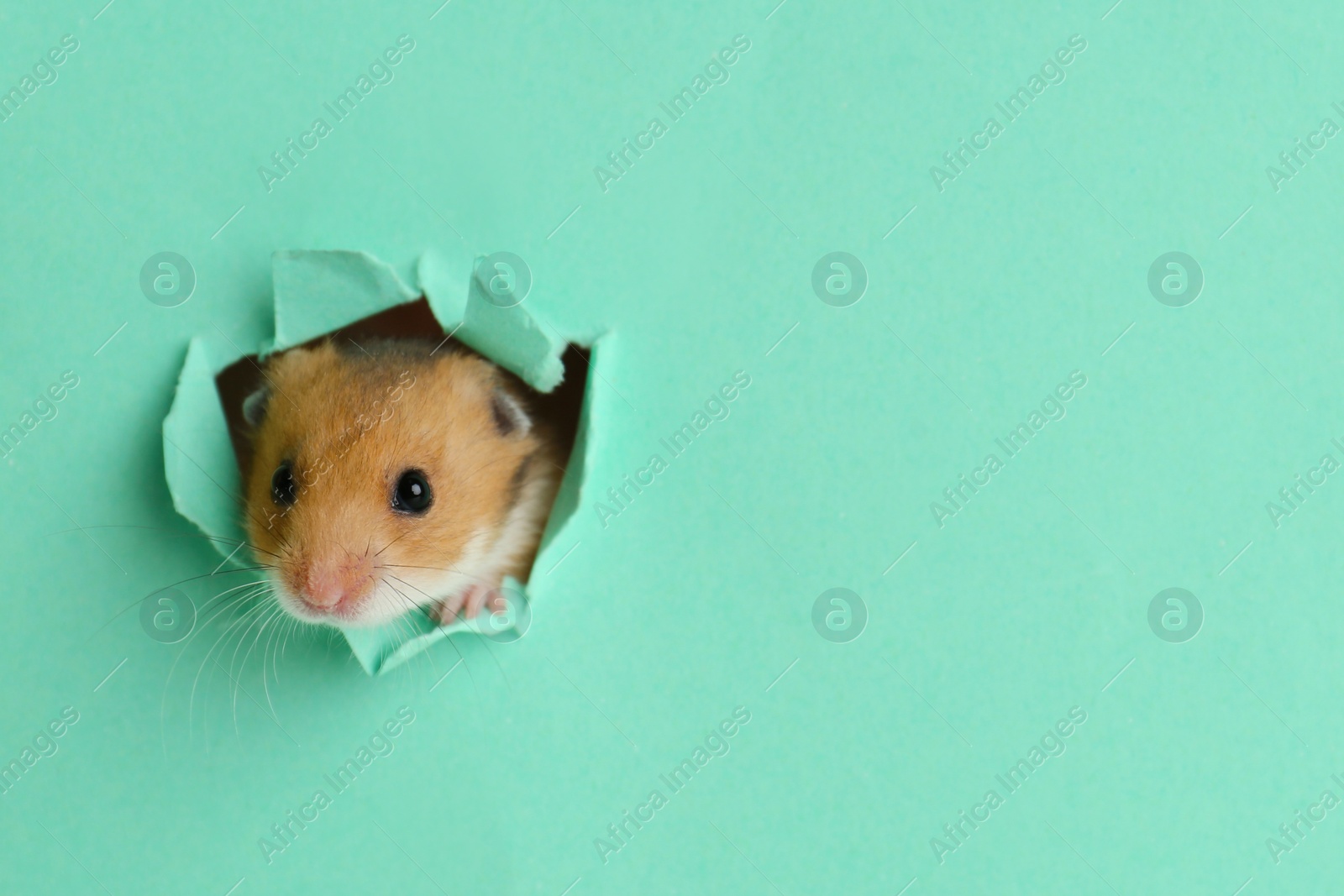 Photo of Cute little hamster looking out of hole in turquoise paper. Space for text