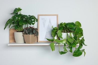 Photo of Different potted house plants and frame on shelf near white wall