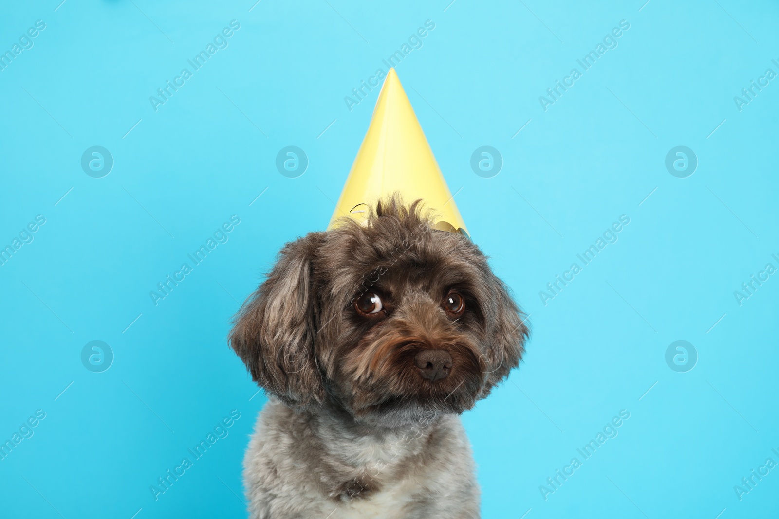 Photo of Cute Maltipoo dog with party hat on light blue background. Lovely pet