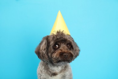 Photo of Cute Maltipoo dog with party hat on light blue background. Lovely pet