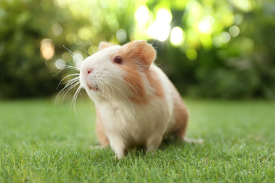 Cute guinea pig on green grass in park