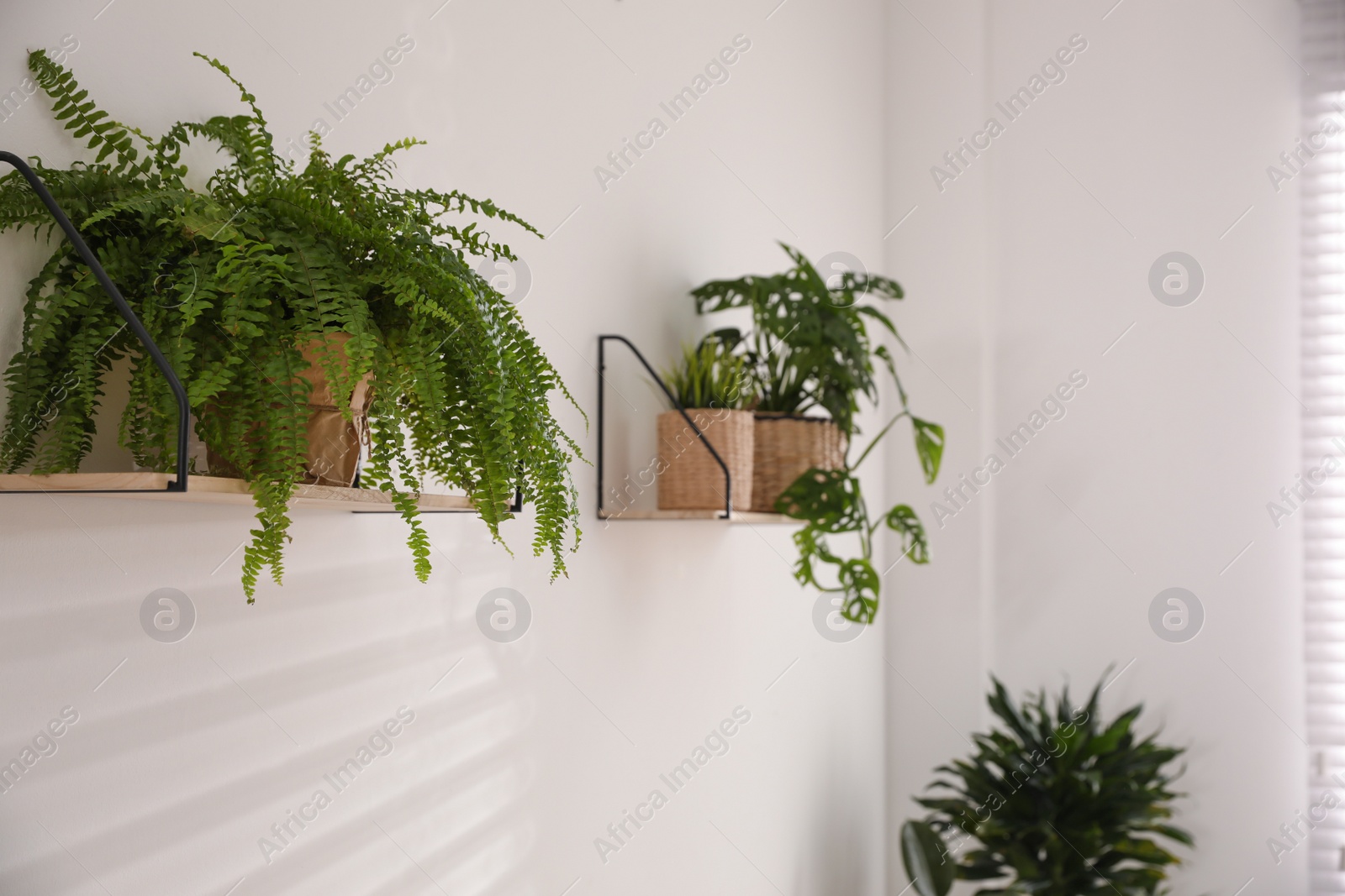 Photo of Green potted plants on wooden shelf indoors. Home decoration