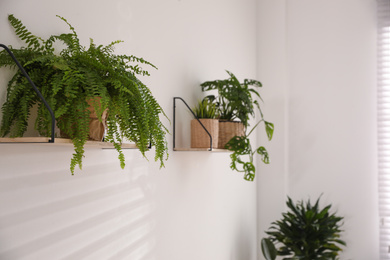 Photo of Green potted plants on wooden shelf indoors. Home decoration