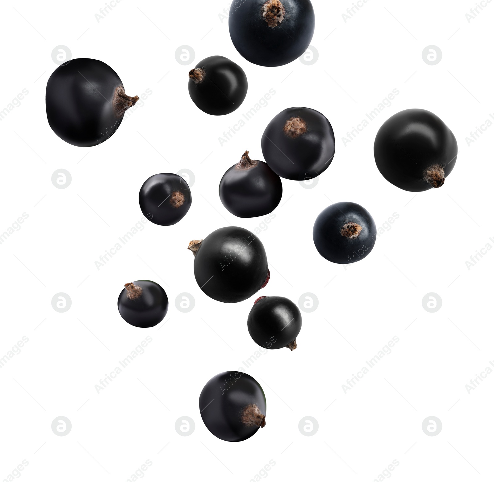 Image of Fresh black currants falling on white background