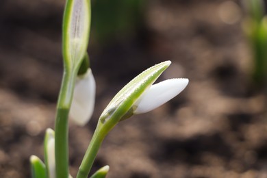 Photo of Beautiful snowdrops growing outdoors, closeup. Early spring flower