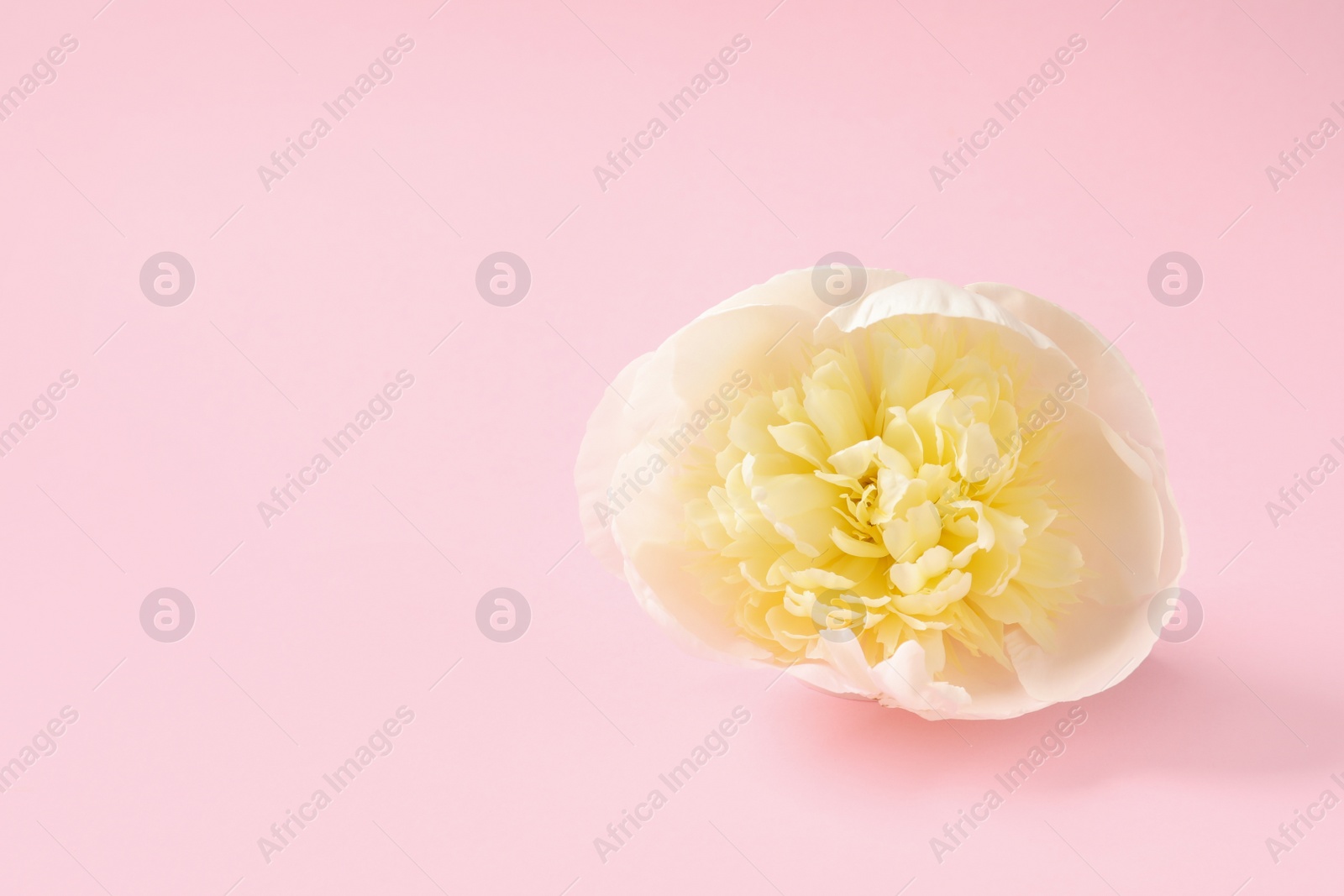 Photo of Fragrant peony on color background, space for text. Beautiful spring flower