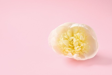 Photo of Fragrant peony on color background, space for text. Beautiful spring flower
