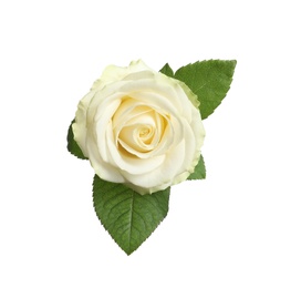 Beautiful blooming rose on white background, top view