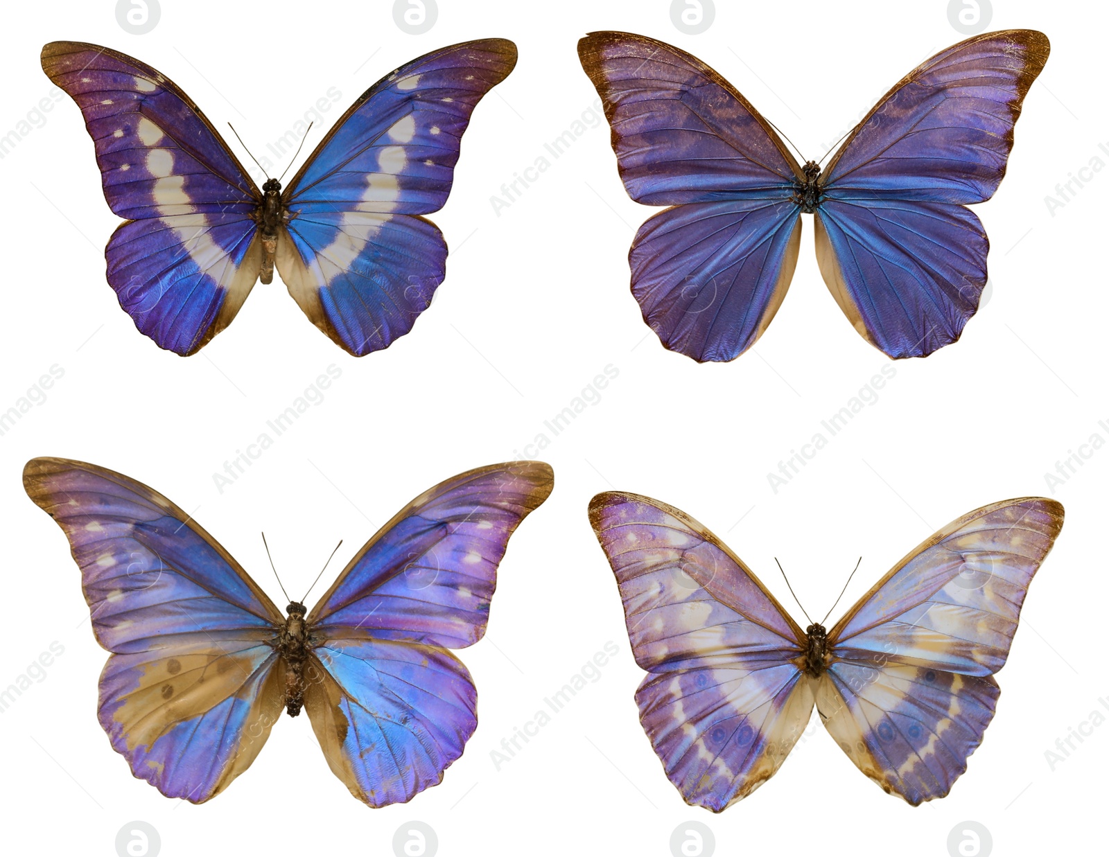 Image of Set with beautiful exotic butterflies on white background