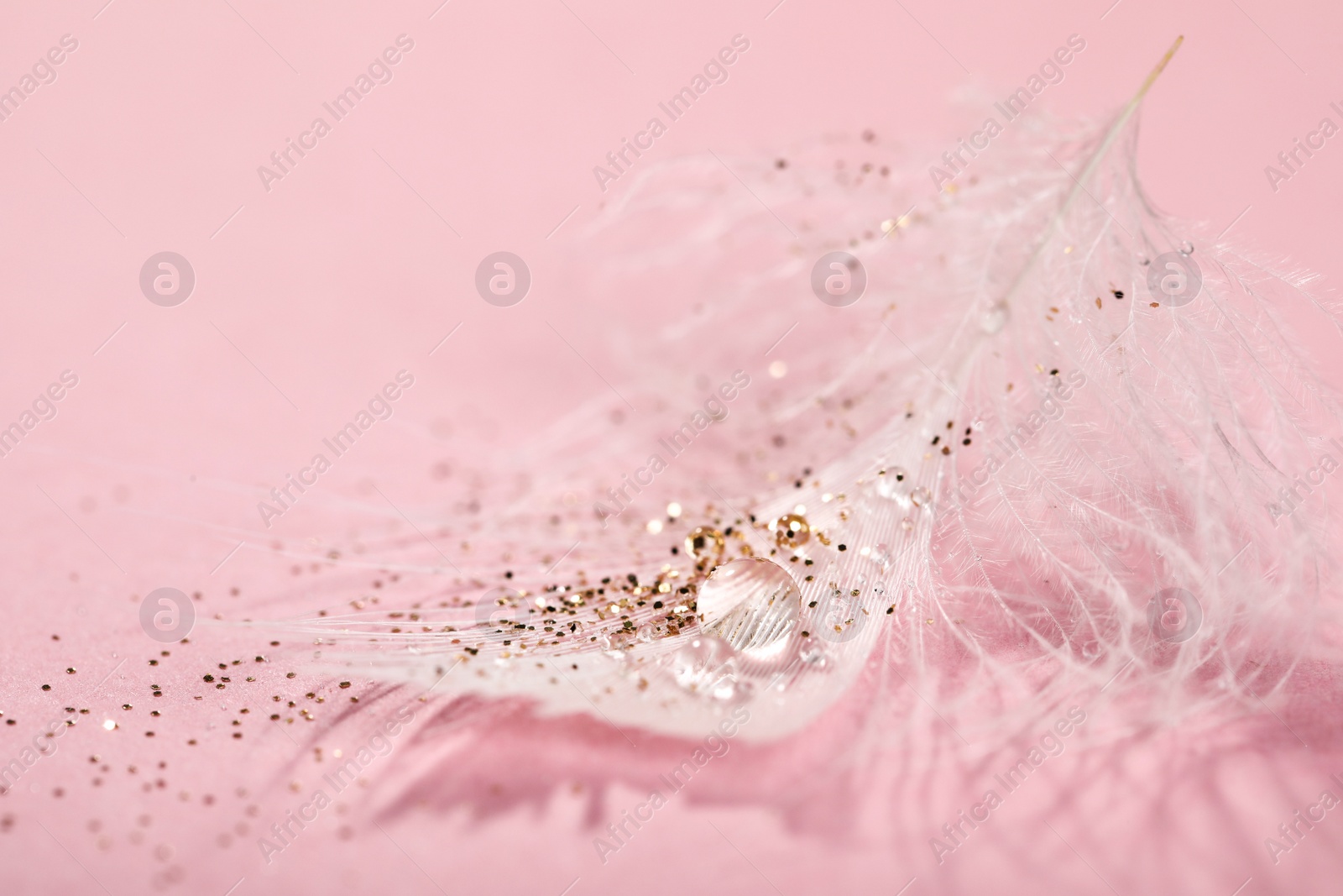 Photo of Closeup view of beautiful feather with dew drops and glitter on pink background