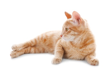 Photo of Adorable yellow tabby cat on white background