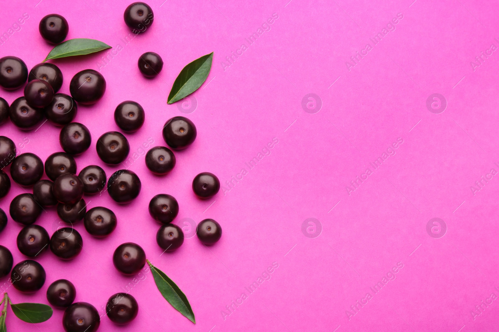 Photo of Fresh acai berries and green leaves on pink background, flat lay. Space for text