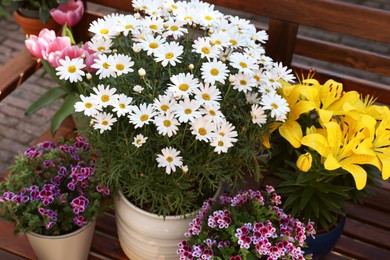 Many different beautiful blooming plants in flowerpots on wooden bench outdoors