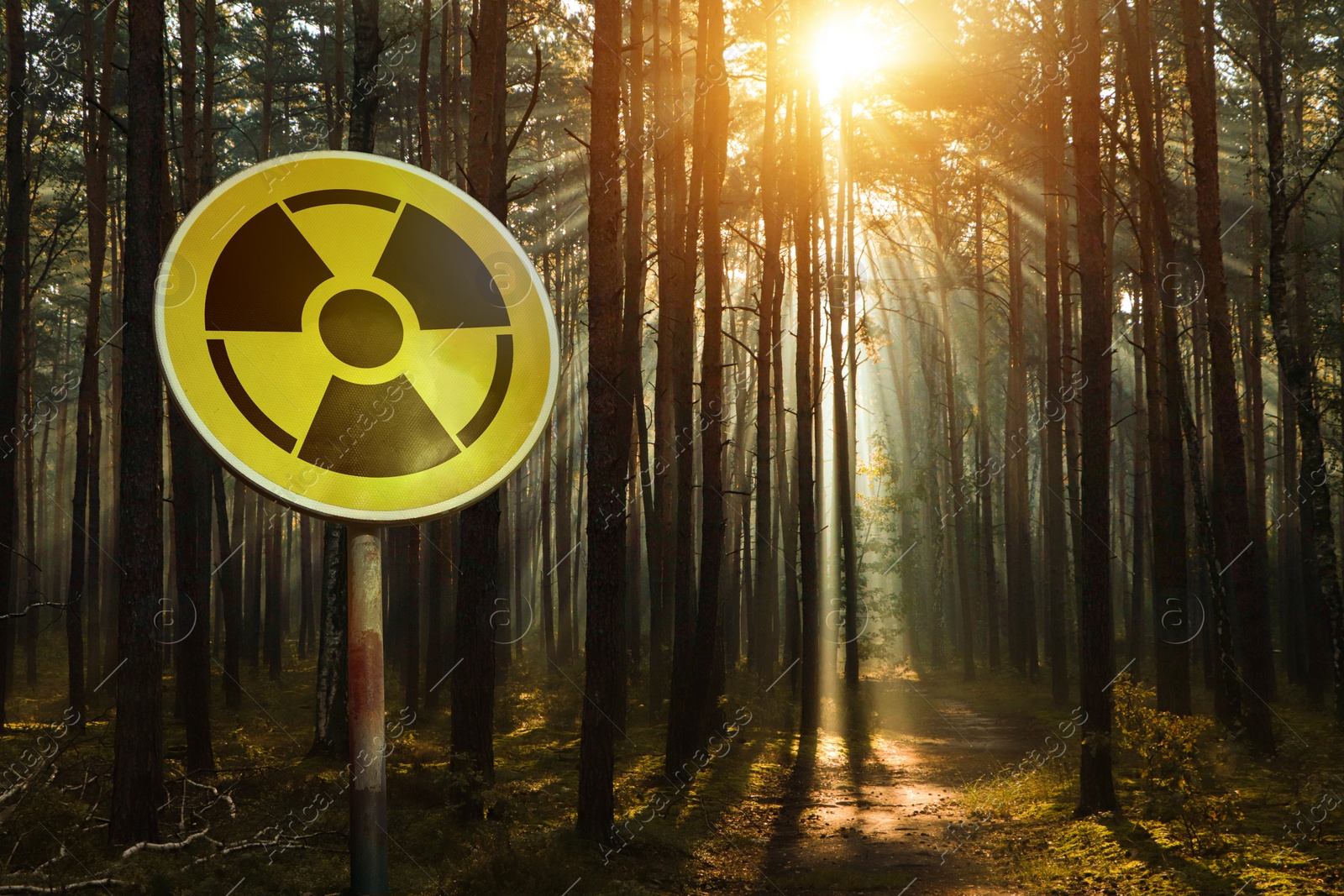 Image of Radioactive pollution. Yellow warning sign with hazard symbol near contaminated area in forest. Space for text