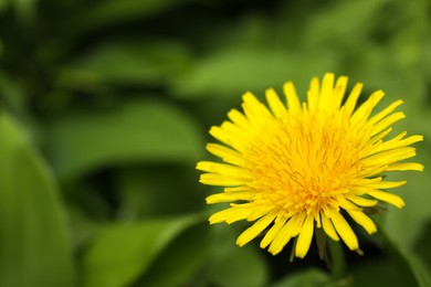 Photo of Beautiful yellow dandelion growing outdoors, closeup. Space for text