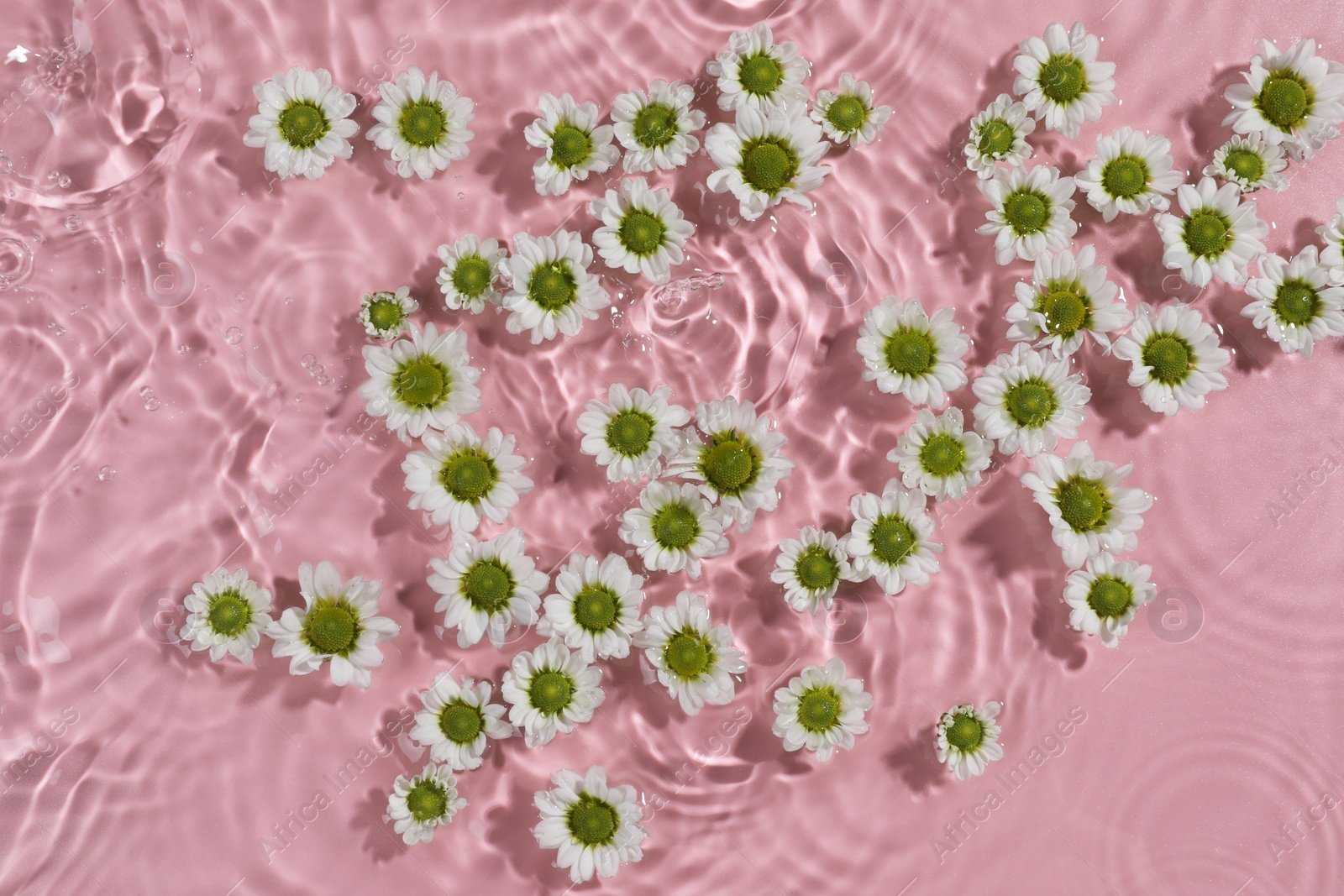 Photo of Beautiful chrysanthemum flowers in water on pink background, top view